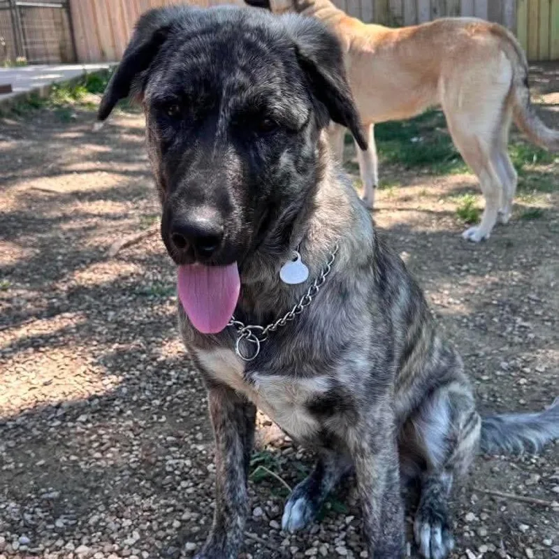 A young extra large-sized female Black Great Pyrenees dog named Granite for adoption in Wichita, KS