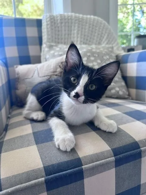 A baby medium-sized female Domestic Short Hair cat named Indigo Cobalt for adoption in Peoria, AZ