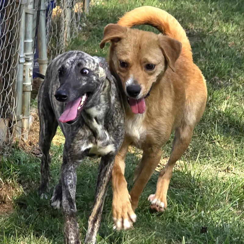 Finnegan "finney Fox" thumbnail 2