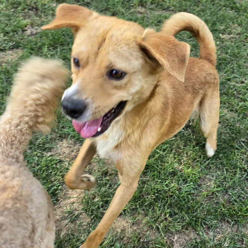 Finnegan "finney Fox" thumbnail 3