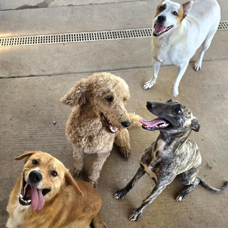 Finnegan "finney Fox" thumbnail 4