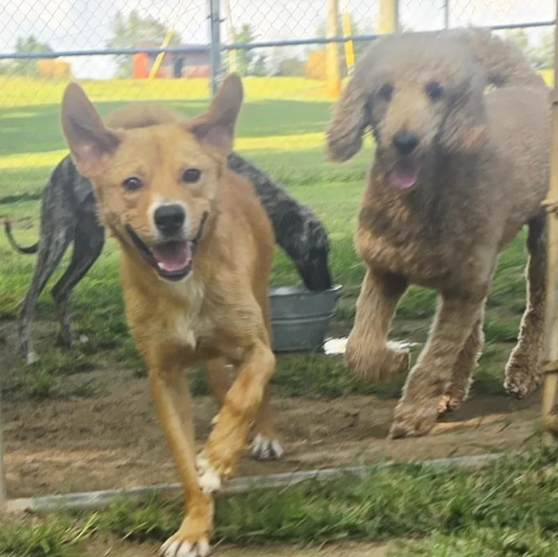 Finnegan "finney Fox" thumbnail 5