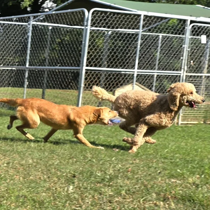 Finnegan "finney Fox" thumbnail 6