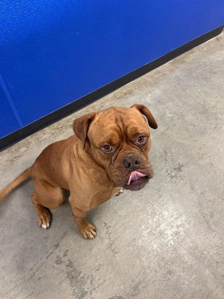 An adult medium-sized male Mixed Breed dog named Hooch for adoption in Minot, ND