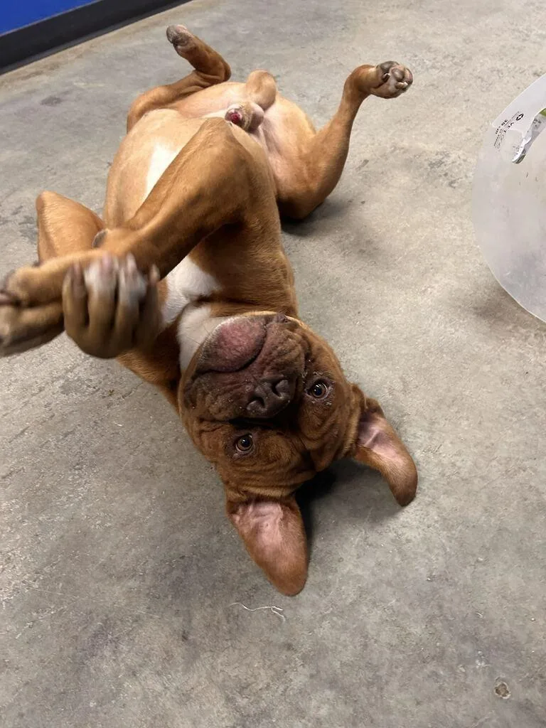 Hooch thumbnail 2