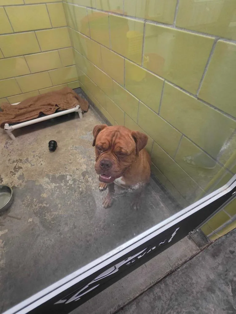 Hooch thumbnail 3