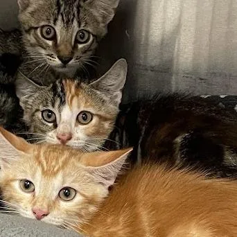 A baby small-sized female Torbie Domestic Short Hair cat named Poppy for adoption in Port Charlotte, FL