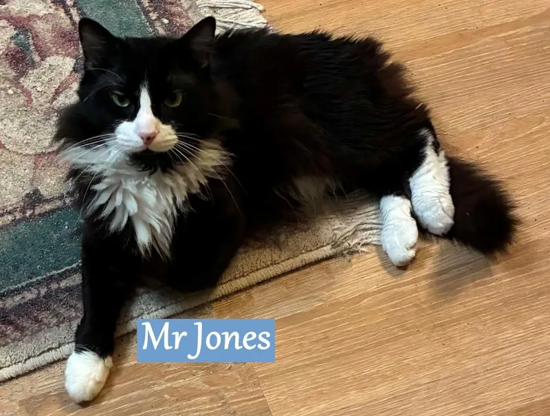 Mr Jones