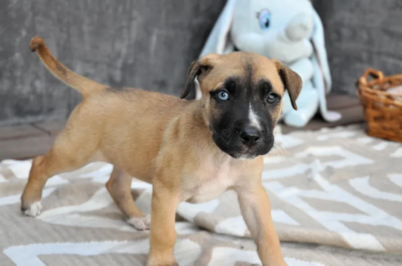 A baby medium-sized male Bicolor Belgian Shepherd / Malinois dog named Rex for adoption in Austin, TX
