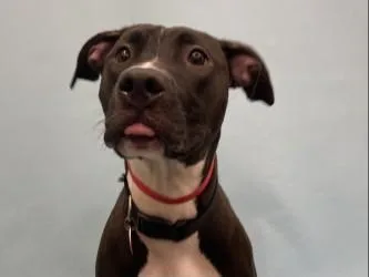 Pepper
