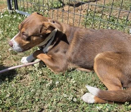 A baby small-sized male Australian Shepherd dog named Pike for adoption in Conway, SC