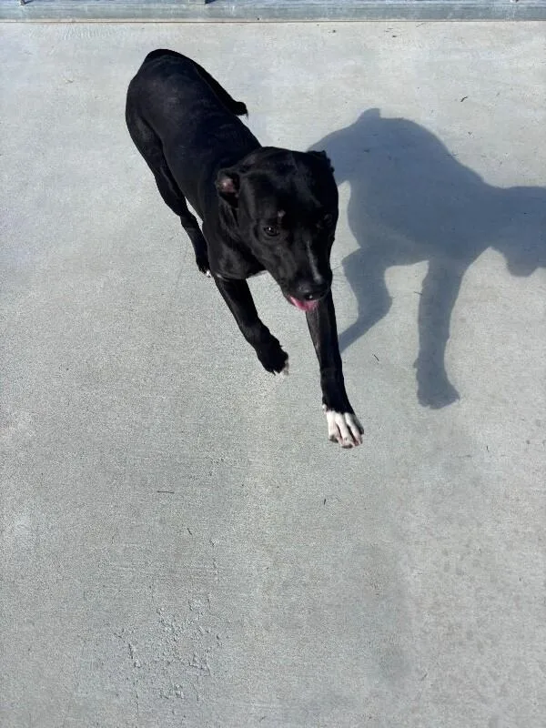 An adult medium-sized male Black Pit Bull Terrier dog named Brady for adoption in Burgaw, NC