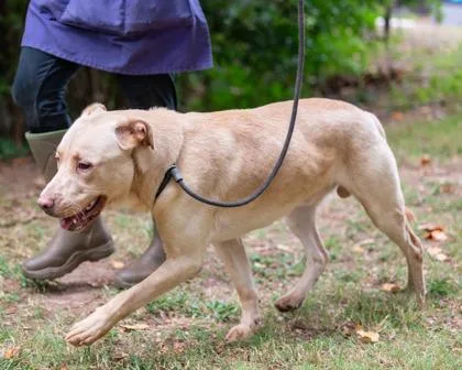 An adult large-sized male Mixed Breed dog named Sosa for adoption in Chamblee, GA