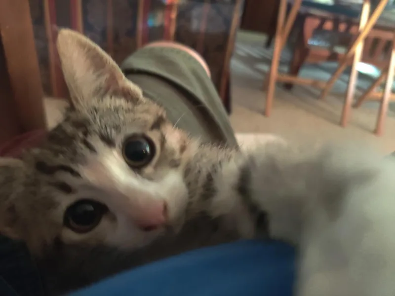 A baby small-sized female Domestic Short Hair cat named Prisca for adoption in Lincoln, CA