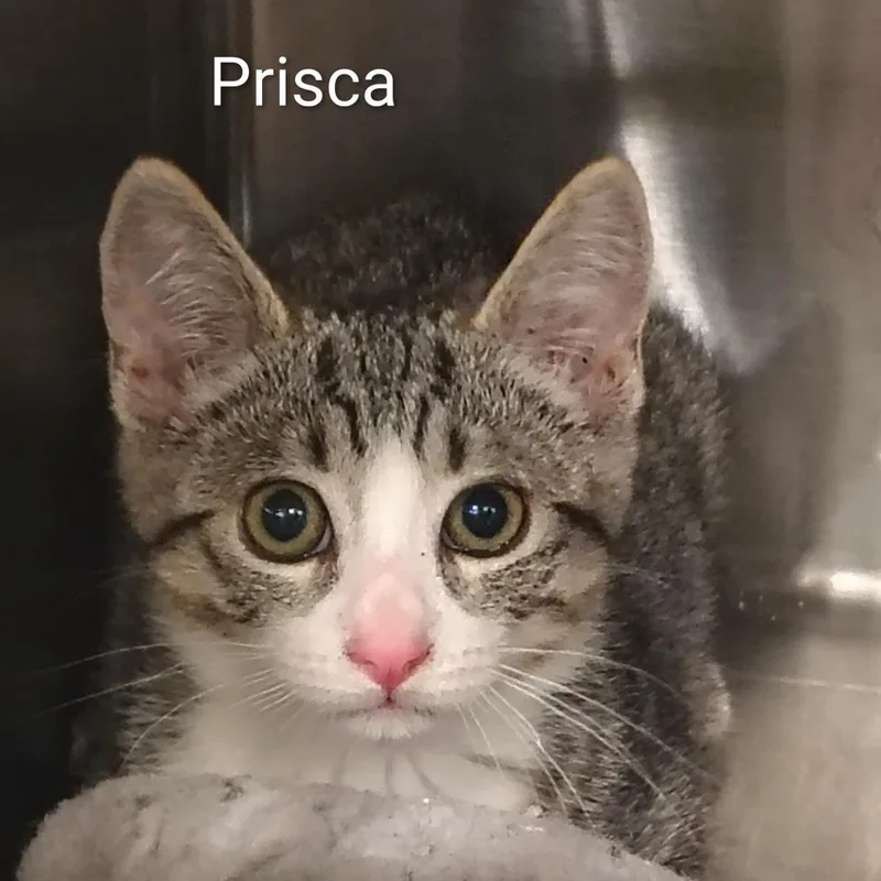 Prisca thumbnail 3