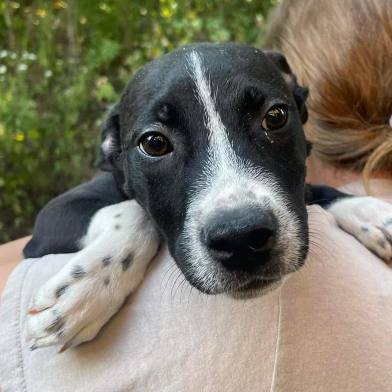 An adult large-sized male Black Mixed Breed dog named Rubble for adoption in Edwardsville, IL