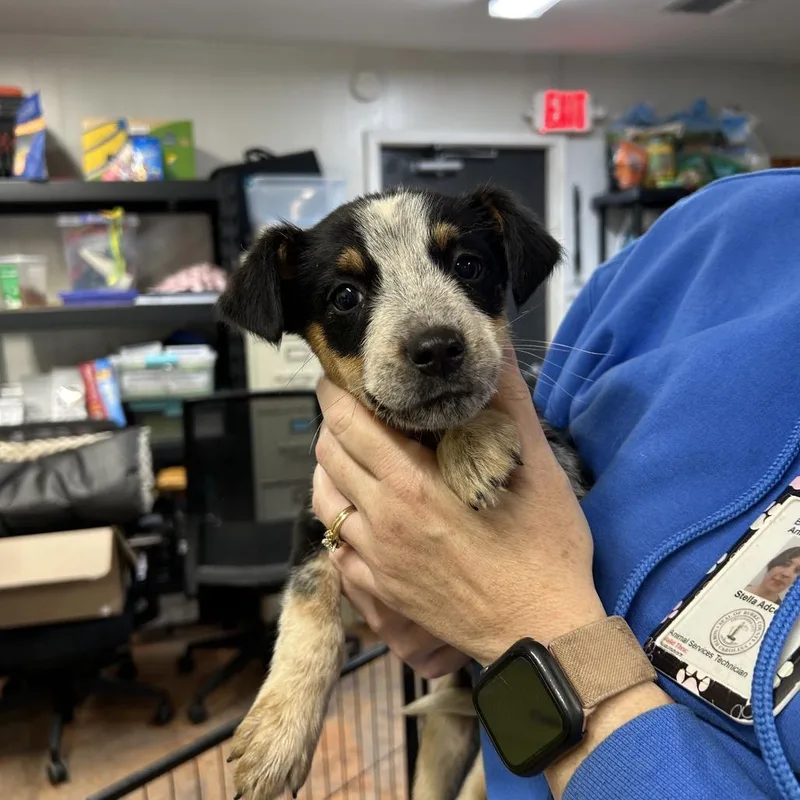 A young small-sized male Brown / Chocolate Australian Shepherd dog named Butterball for adoption in Morganton, NC