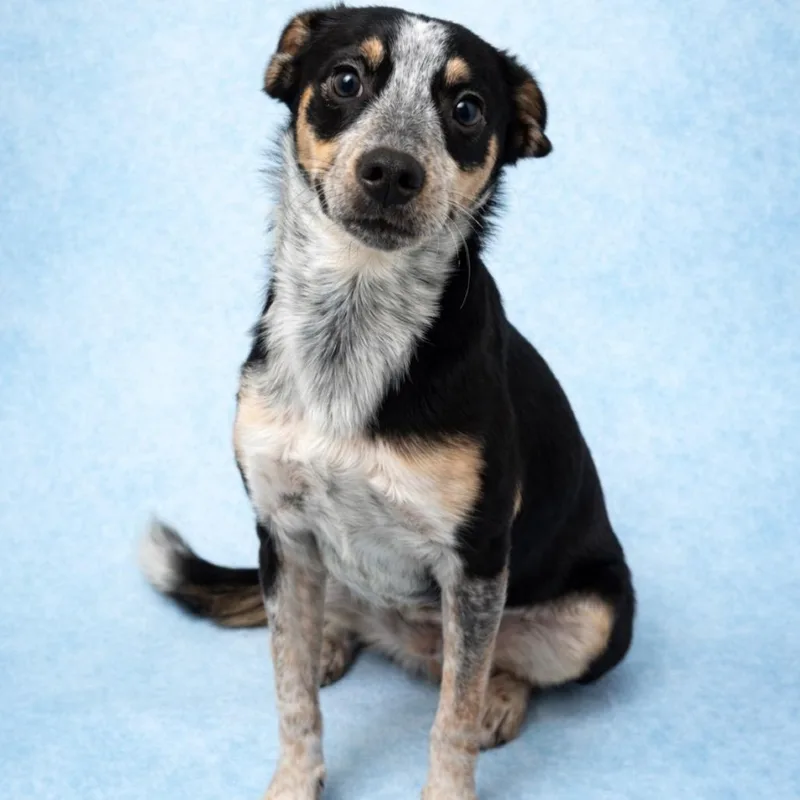 Butterball thumbnail 2