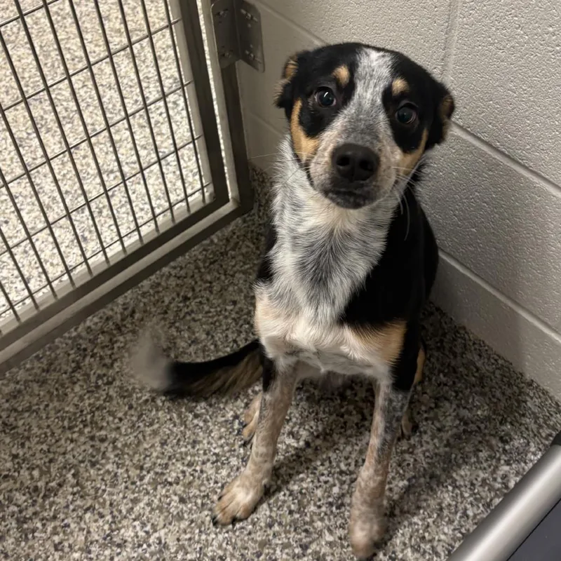 Butterball thumbnail 3