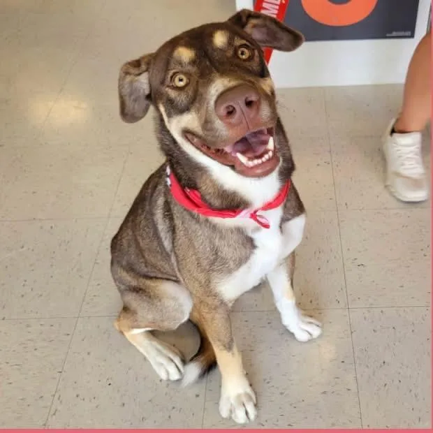 An adult medium-sized male Mixed Breed dog named Woody for adoption in Wilsall, MT