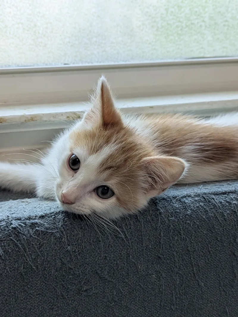 A baby medium-sized male Orange & White Domestic Short Hair cat named Roland for adoption in Columbus, OH