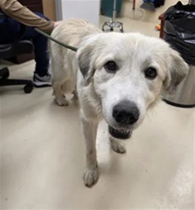 A young large-sized female Great Pyrenees dog named Libby for adoption in Aliquippa, PA