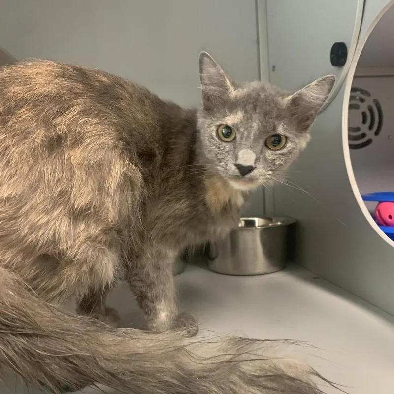 A baby medium-sized female Tortoiseshell Domestic Medium Hair cat named Paisley for adoption in Columbus, NC