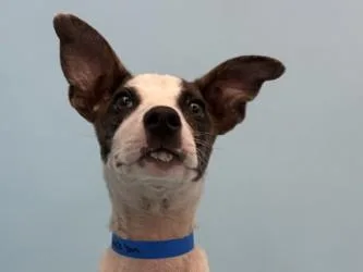 A baby large-sized male Australian Kelpie dog named Soren for adoption in Coon Rapids, MN