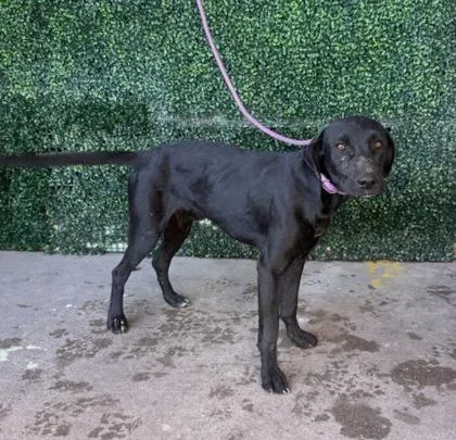 An adult medium-sized male Black Retriever dog named 61800970 for adoption in El Paso, TX