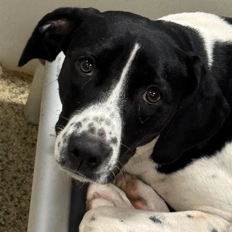 An adult medium-sized female Black Hound dog named Lucy for adoption in Marble, NC