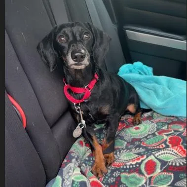 An adult small-sized male Brown / Chocolate Dachshund dog named Parker for adoption in West Palm Beach, FL