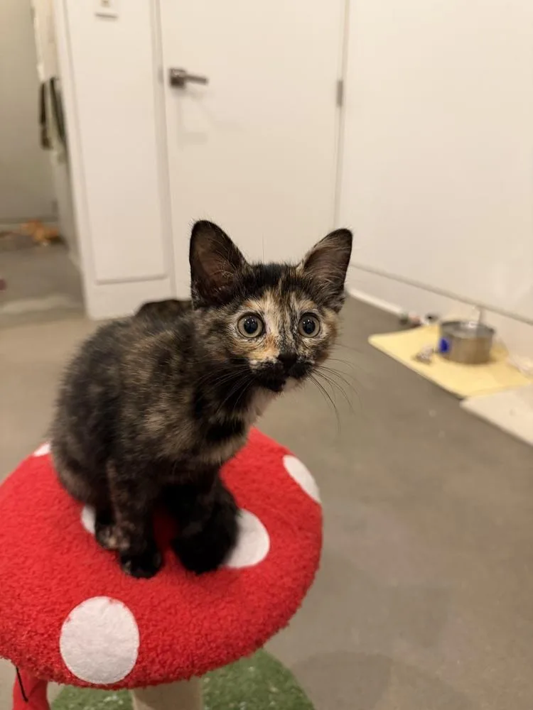 A baby small-sized female Domestic Short Hair cat named Cat Winslett Cs for adoption in Dallas, TX