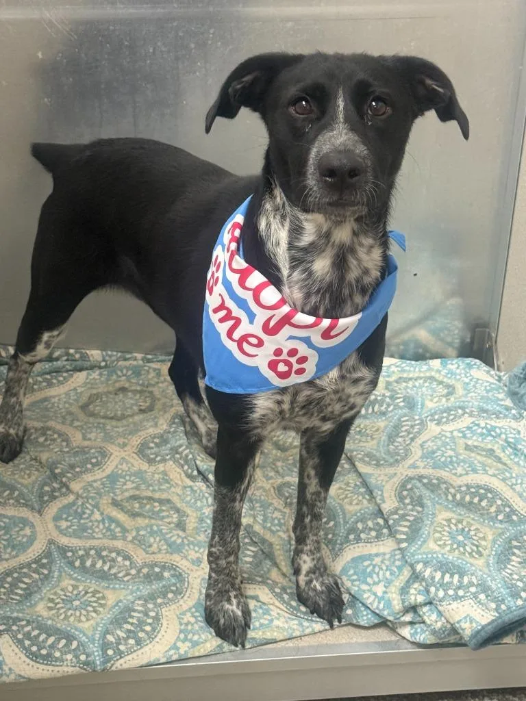 A young medium-sized female Australian Cattle Dog / Blue Heeler dog named Lola S. for adoption in Little Rock, AR