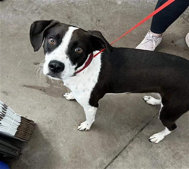 An adult large-sized male Mixed Breed dog named Boomer for adoption in Dallas, TX
