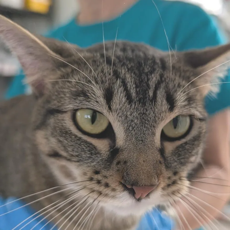 A young large-sized female Brown / Chocolate Domestic Short Hair cat named Amy for adoption in Chapel Hill, NC