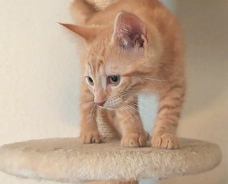 A baby medium-sized male Tabby (Orange / Red) Domestic Short Hair cat named Oberon for adoption in Lansing, MI