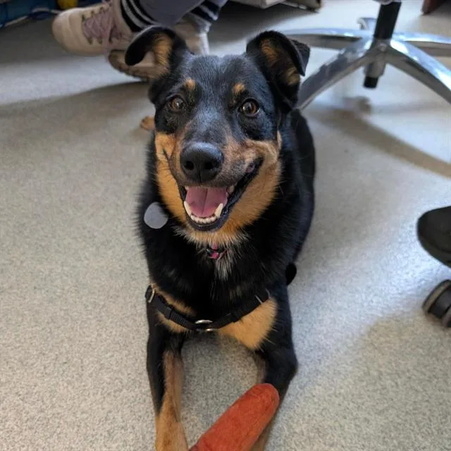 An adult medium-sized female Australian Cattle Dog / Blue Heeler dog named Oona for adoption in Alameda, CA