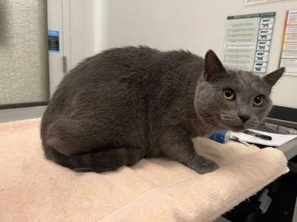 An adult large-sized male Gray / Blue / Silver Domestic Short Hair cat named Lateralus for adoption in Kansas City, MO