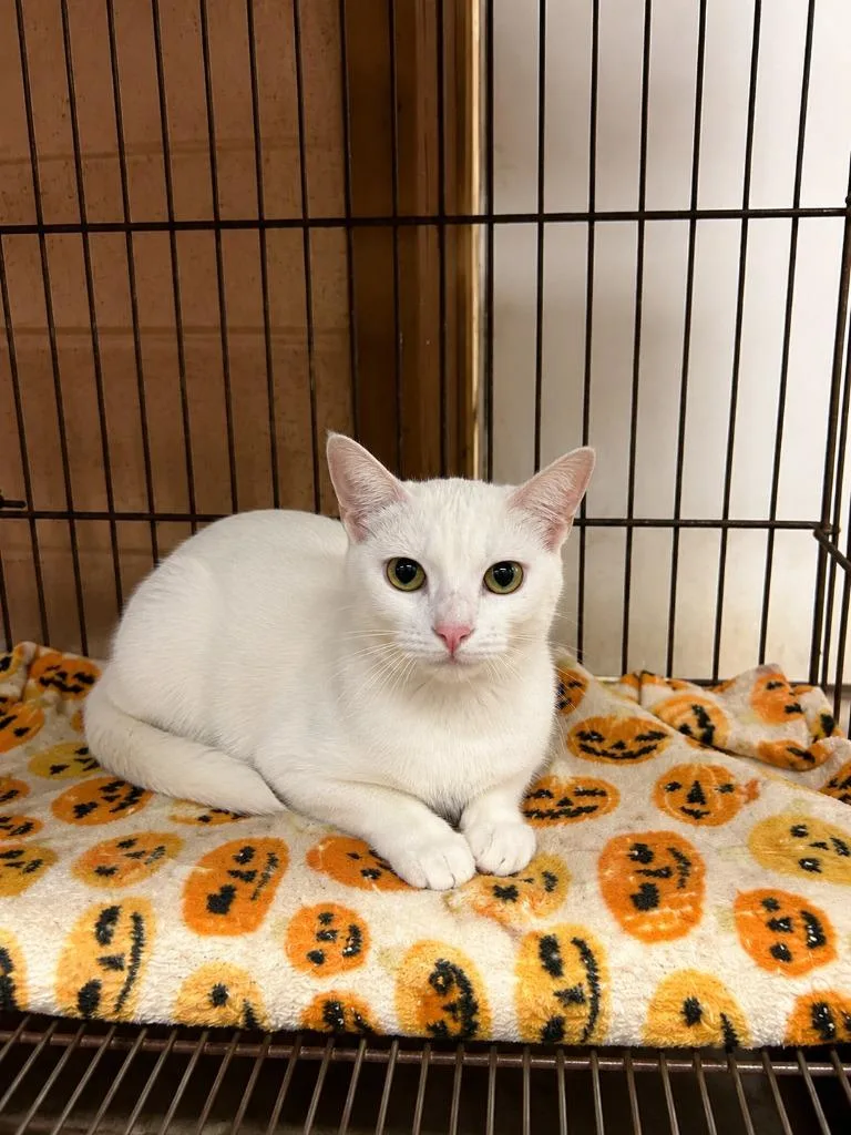 A young medium-sized male Domestic Short Hair cat named Scout for adoption in Gautier, MS