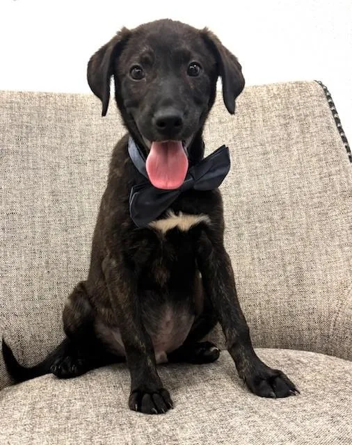 A baby medium-sized male Brindle Labrador Retriever dog named Aluminum for adoption in Hawk Point, MO