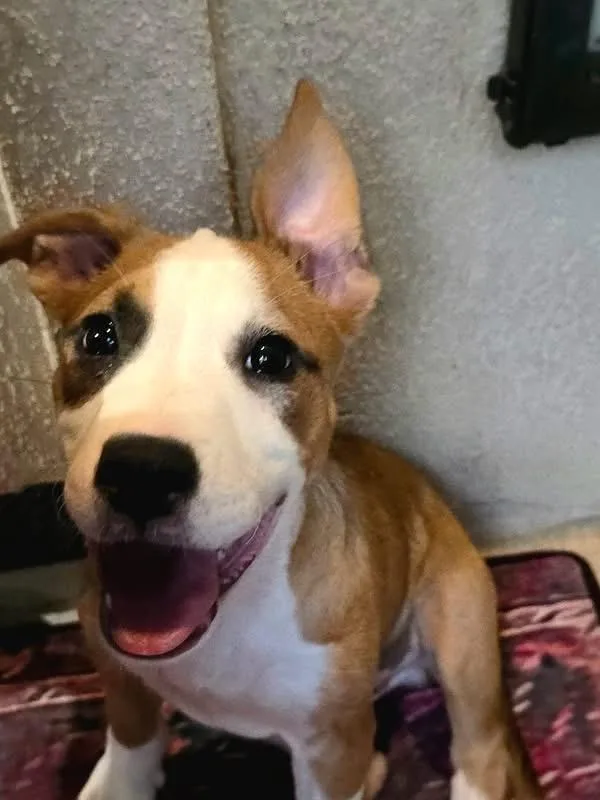 A baby small-sized male Labrador Retriever dog named Cooter Brown for adoption in Winder, GA