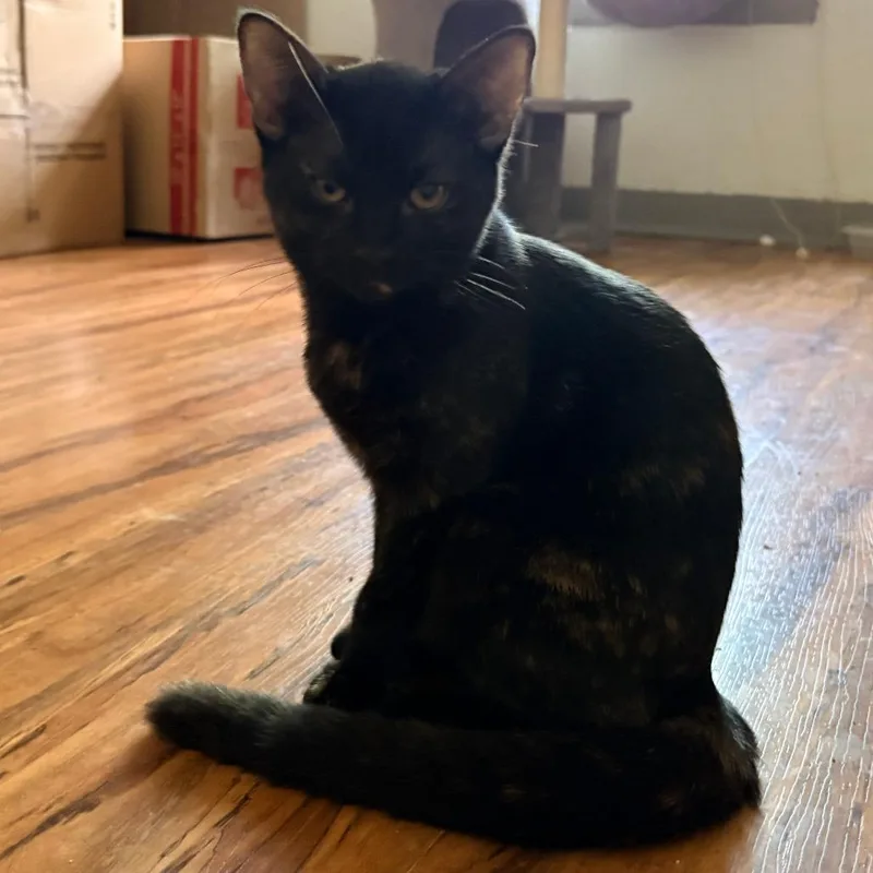 A baby small-sized female Tortoiseshell Domestic Short Hair cat named Peppercorn for adoption in Baytown, TX