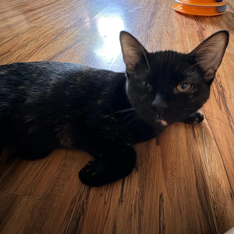 Peppercorn thumbnail 2