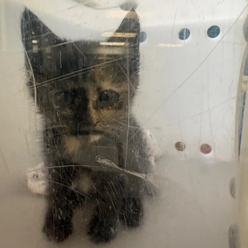 A baby small-sized female Black Domestic Short Hair cat named Speckles for adoption in Columbus, GA