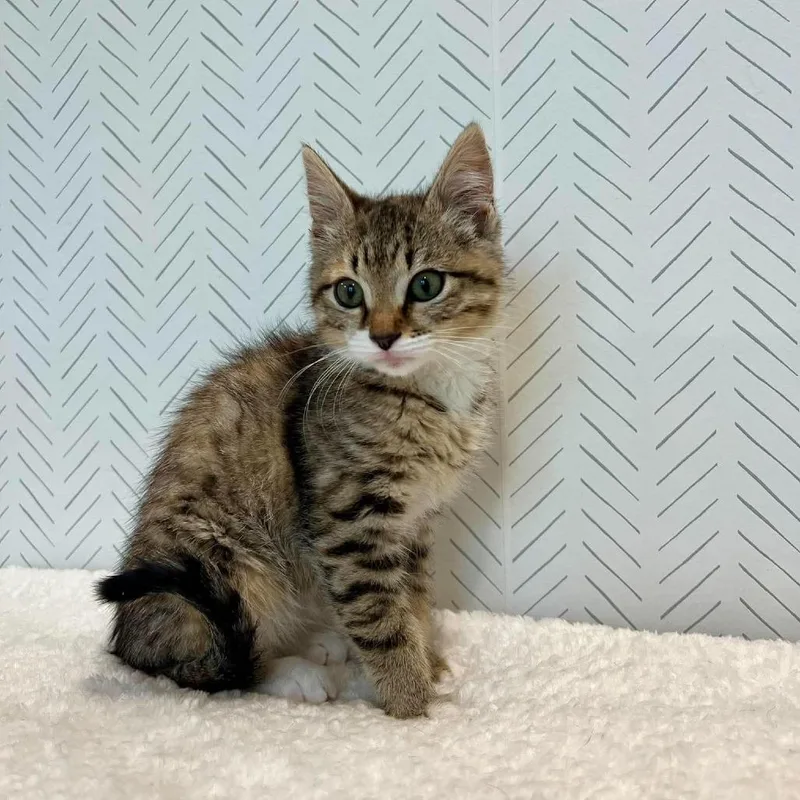 A baby small-sized female Brown / Chocolate Domestic Short Hair cat named Juliet Harris for adoption in Eagle Mountain, UT