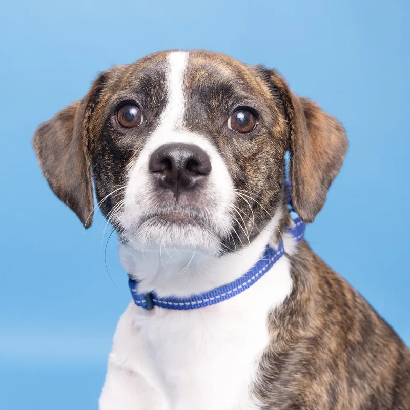 An adult medium-sized male Brindle Mixed Breed dog named Kai for adoption in Franklin, TN
