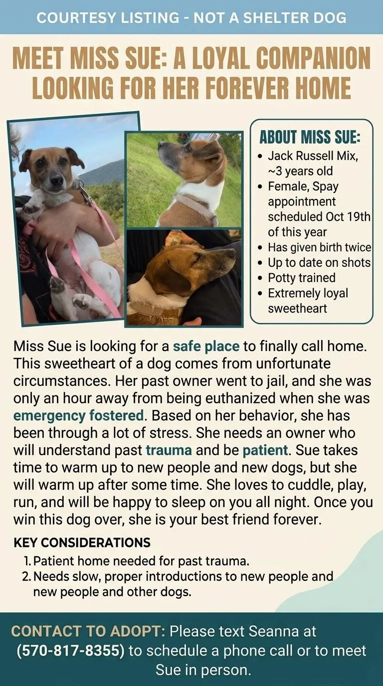 A young small-sized female Jack Russell Terrier dog named Miss Sue for adoption in Bartonsville, PA