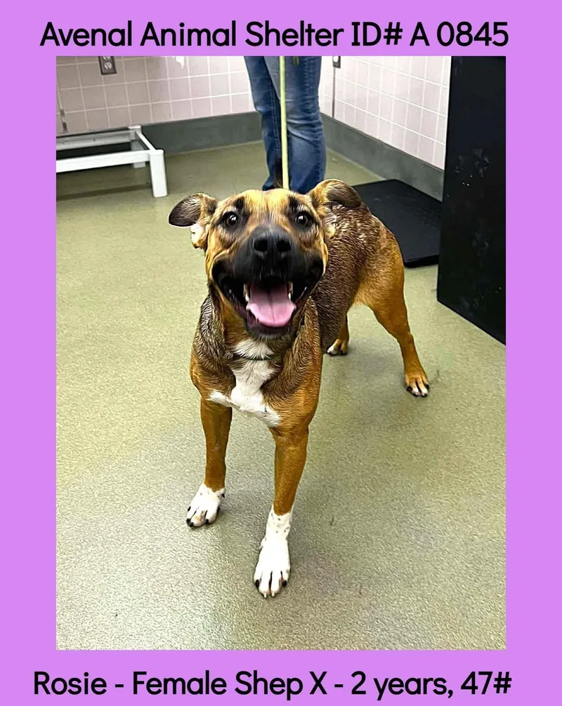 A young medium-sized female Tricolor (Brown, Black, & White) Shepherd dog named Rosie for adoption in Avenal, CA