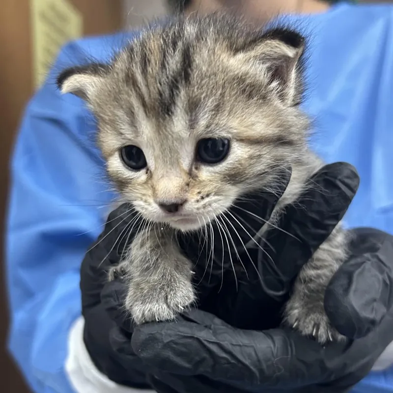 A baby small-sized female Brown / Chocolate Domestic Short Hair cat named Biggie for adoption in Pensacola, FL