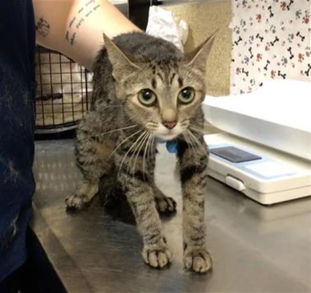 A young small-sized female Domestic Short Hair cat named Sam for adoption in Riverside, CA